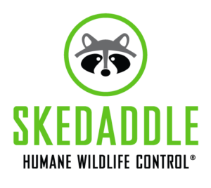 skedaddle